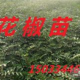 河北花椒苗 優(yōu)質(zhì)花椒苗 大紅袍花椒苗