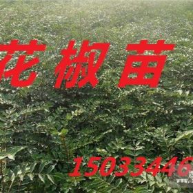 河北花椒苗 优质花椒苗 大红袍花椒苗