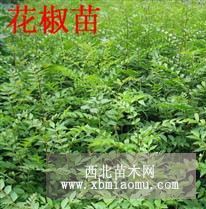 花椒苗-粗度0.5公分花椒苗+山西花椒苗+花椒苗价格