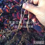 黑果花楸小苗價格，黑果花楸小苗那里賣，黑果花楸種植技術(shù)服務(wù)