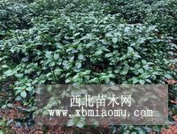 湖南茶花價(jià)格 湖南茶花球 茶花小苗批發(fā)基地