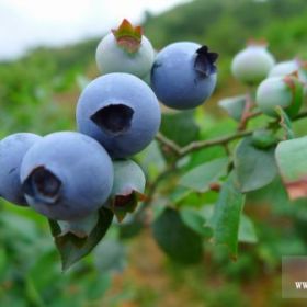 买三年蓝莓树苗两年蓝莓树苗就找泰安琳琅园艺场