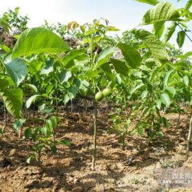 山东核桃树苗种植基地 优质核桃树苗 8518 辽核1.2号