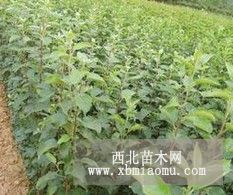 哪里有賣M9T337砧木蘋果苗的，西苑大櫻桃種植基地