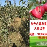 “紅色之愛(ài)”蘋(píng)果 一年苗 樹(shù)干高1.5-2米  2萬(wàn)棵