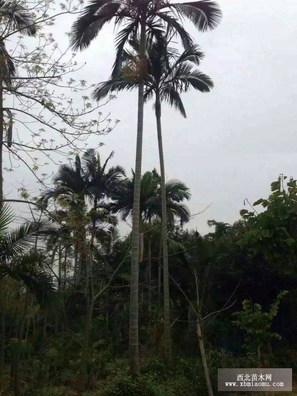 福建大王椰子價格