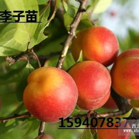 遼寧脆紅李子苗 新品種李子苗 脆紅李子樹苗