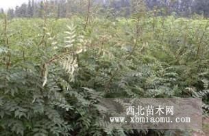 花椒苗供應(yīng) 山東大紅袍花椒苗 優(yōu)質(zhì)花椒苗基地