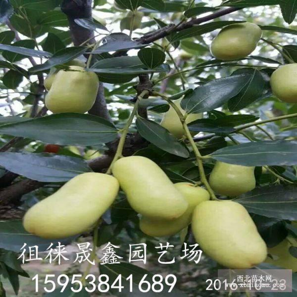 棗樹(shù)苗 棗樹(shù)小苗