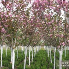 山东樱花基地