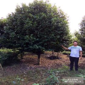 地径12cm10公分,高度3-4米大茶花树价格哪里价格低