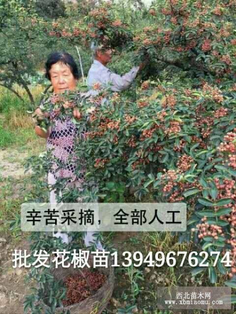 陜西哪里有賣花椒苗的