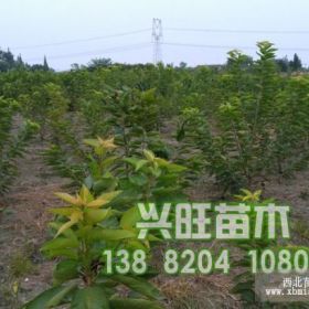 新疆车厘子树苗种植新疆车厘子树苗技术