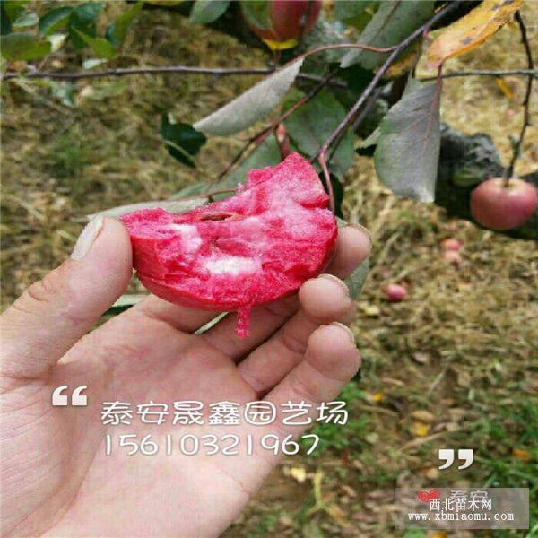 红肉苹果 红肉苹果苗