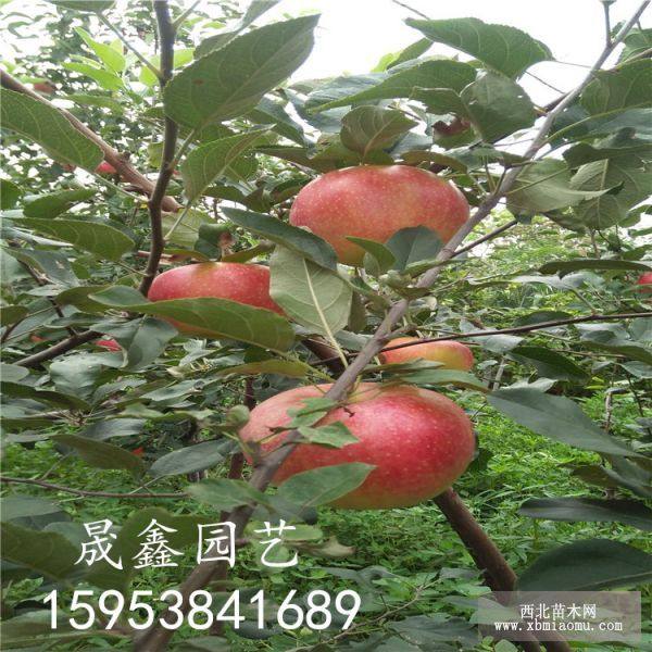 紅肉蘋(píng)果 紅肉蘋(píng)果苗