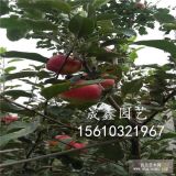 哪里賣紅肉蘋果苗 紅肉蘋果苗價(jià)格