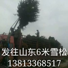 南京苗鄉(xiāng)實體苗圃一手貨源提供雪松廣玉蘭石楠等多種綠化苗木