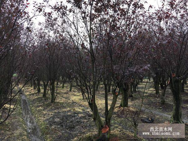 成都紅葉李基地