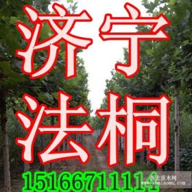 供14公分速生白蜡15公分国槐17公分速生法桐