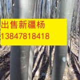 新疆楊種植基地_基地直銷新疆楊_批發(fā)新疆楊_優(yōu)質(zhì)新疆楊