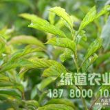 茂縣脆紅李苗價(jià)格,茂縣脆紅李苗基地哪家好