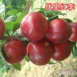 遼寧伏里紅李子樹苗2.8公分 小樹 東北苗木