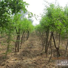 天津枸杞苗基地 枸杞苗種植技術(shù)批發(fā)