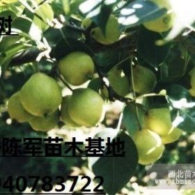 辽宁尖把梨树 2-8公分 梨树 尖把梨小树