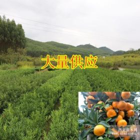 廣西柑橘樹苗價格哪里有柑橘樹苗賣大量批發(fā)柑橘樹苗