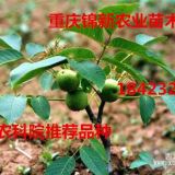 萬州川早2號核桃苗 萬州云新核桃苗 萬州優(yōu)質(zhì)核桃苗