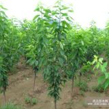 布魯克斯櫻桃樹(shù)苗品種、布魯克斯櫻桃樹(shù)苗種植技術(shù)