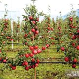 M9T337紅富士矮化蘋(píng)果苗淺談支持植樹(shù)造林