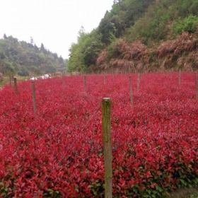 紅葉石楠、紅花繼木、