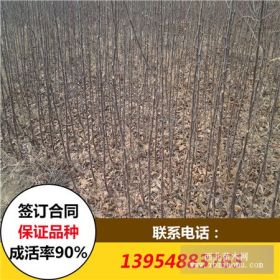 甜茶树苗 红富士苹果树苗 烟富6号苹果苗