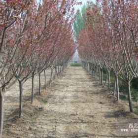 安徽樱花树价格_樱花树基地_朴缘园林