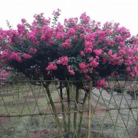 四川紅花紫薇2016價格|四川