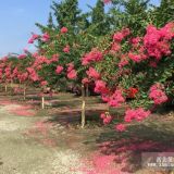 四川紅花紫薇圖片 紅花紫薇價(jià)格 花色保證