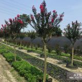 四川紅花紫薇米徑8-10公分價(jià)格 360元 紅花紫薇報(bào)