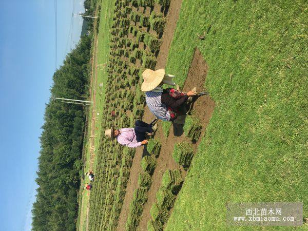 馬尼拉草皮