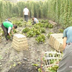 四川油麻藤基地成都油麻藤基地綿陽油麻藤自貢油麻藤攀枝花油麻藤