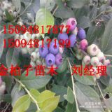 盆栽优质蓝莓苗 南方果树易成活蓝莓苗 基地出售