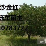 辽宁沙金红杏树 批发2公分-8公分 沙金红杏树