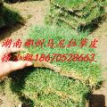 精品马尼拉草皮图片/价格/规格/尺寸？