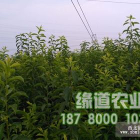 贵州脆红李苗基地提供贵州脆红李苗种植技术