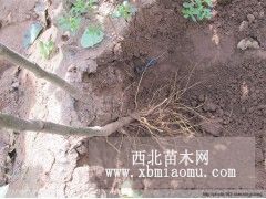 m9t337 自根砧苹果苗，矮化苹果树苗