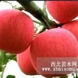 矮化蘋(píng)果苗，煙富3蘋(píng)果樹(shù)苗，蘋(píng)果苗