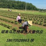 马尼拉草皮供应=出售马尼拉草皮=湖南马尼拉草