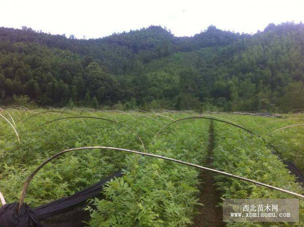 青钱柳，楠木，油茶