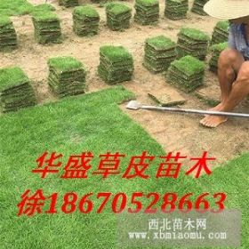 批发带泥土草皮 马尼拉草坪结缕草价格