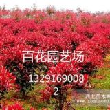 江蘇紅葉小檗基地